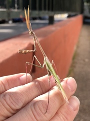Empusa pennata