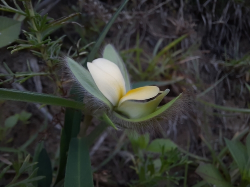 Crotalaria calycina iNat (3)