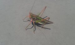 Metaballus frontalis