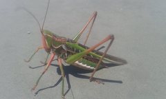 Metaballus frontalis