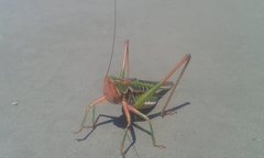 Metaballus frontalis