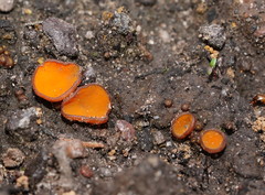 Anthracobia muelleri