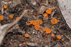 Anthracobia muelleri