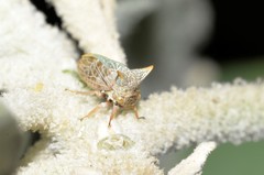Alosextius carinatus