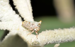 Alosextius carinatus