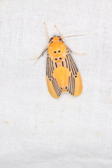 Lepidokirbyia venigera