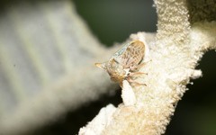 Alosextius carinatus