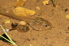 Parsley Frog photo 2