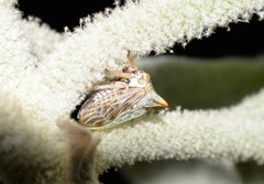 Alosextius carinatus