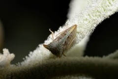 Alosextius carinatus