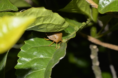 Anaxarchus pardalinus