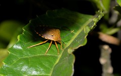 Anaxarchus pardalinus