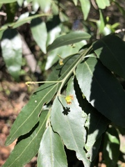 Maytenus peduncularis