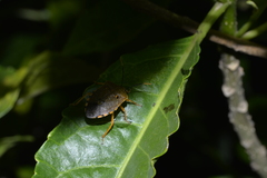 Anaxarchus pardalinus