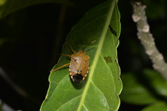 Anaxarchus pardalinus