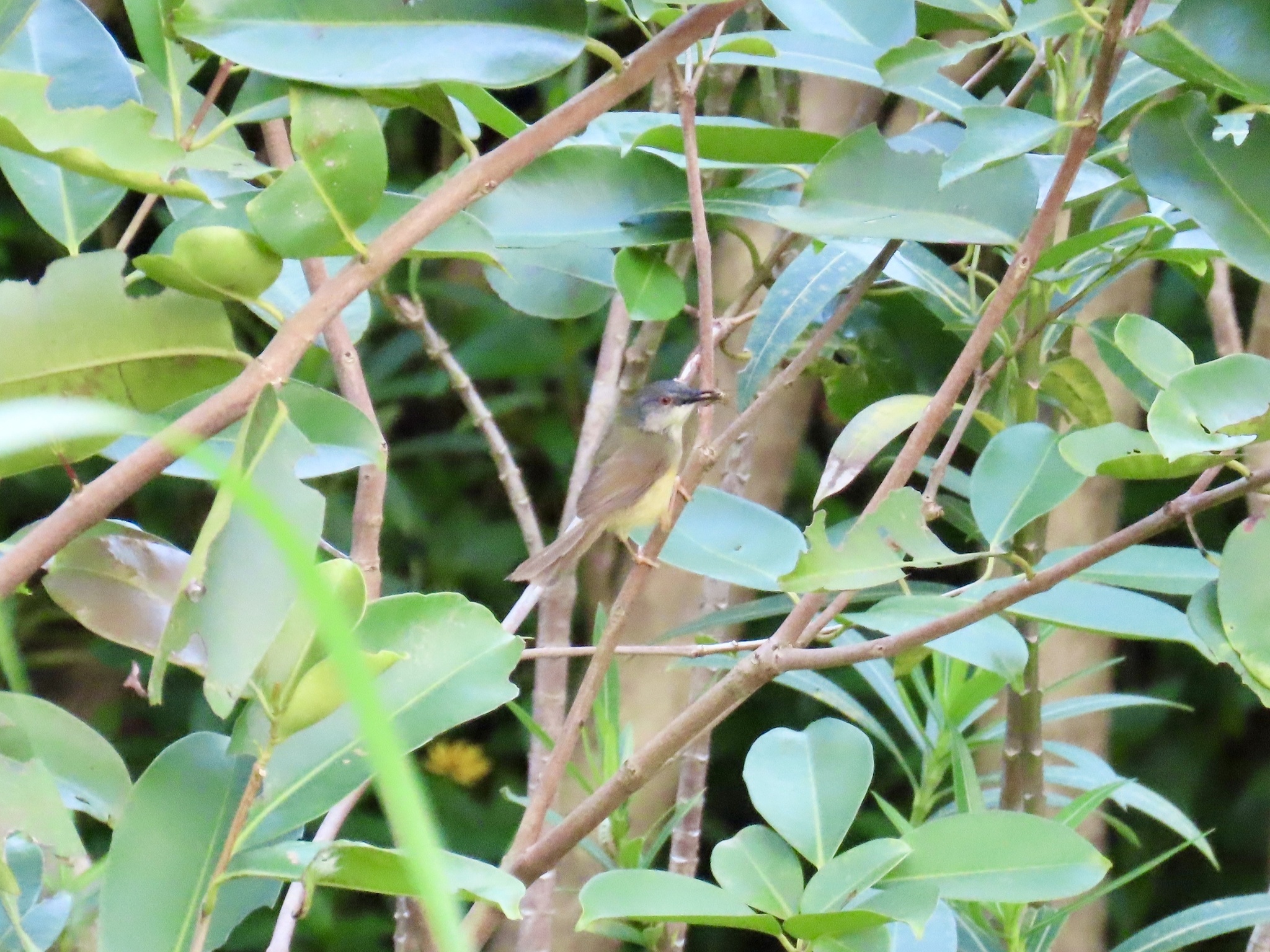 Yellow-bellied Prinia