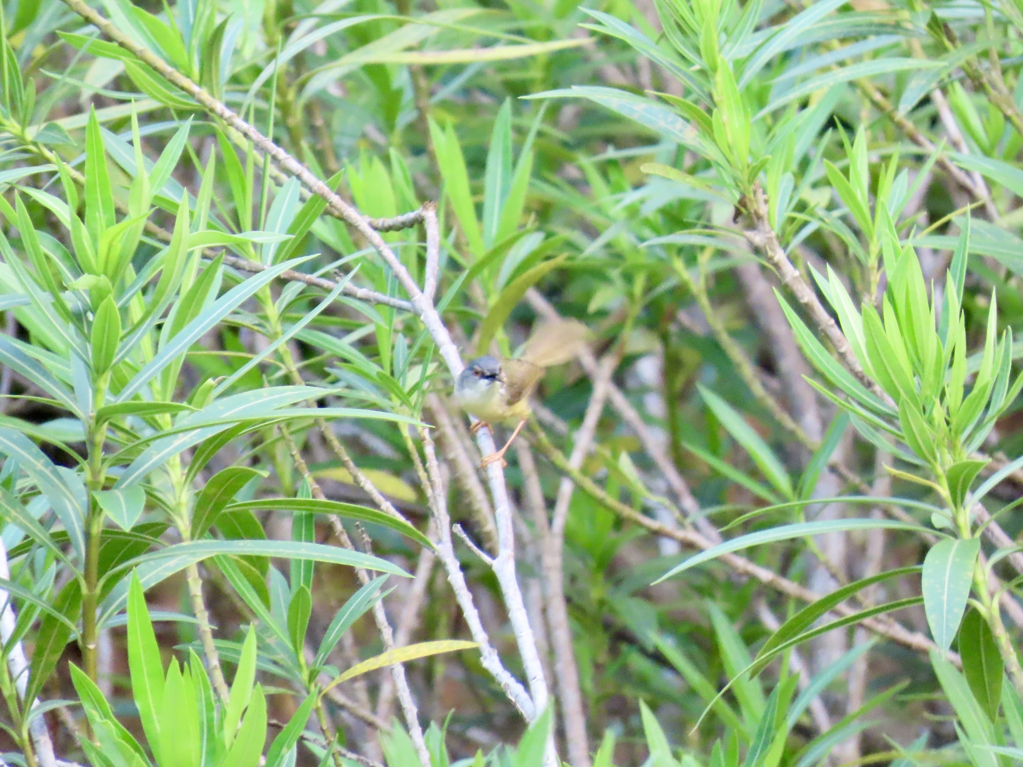 Yellow-bellied Prinia