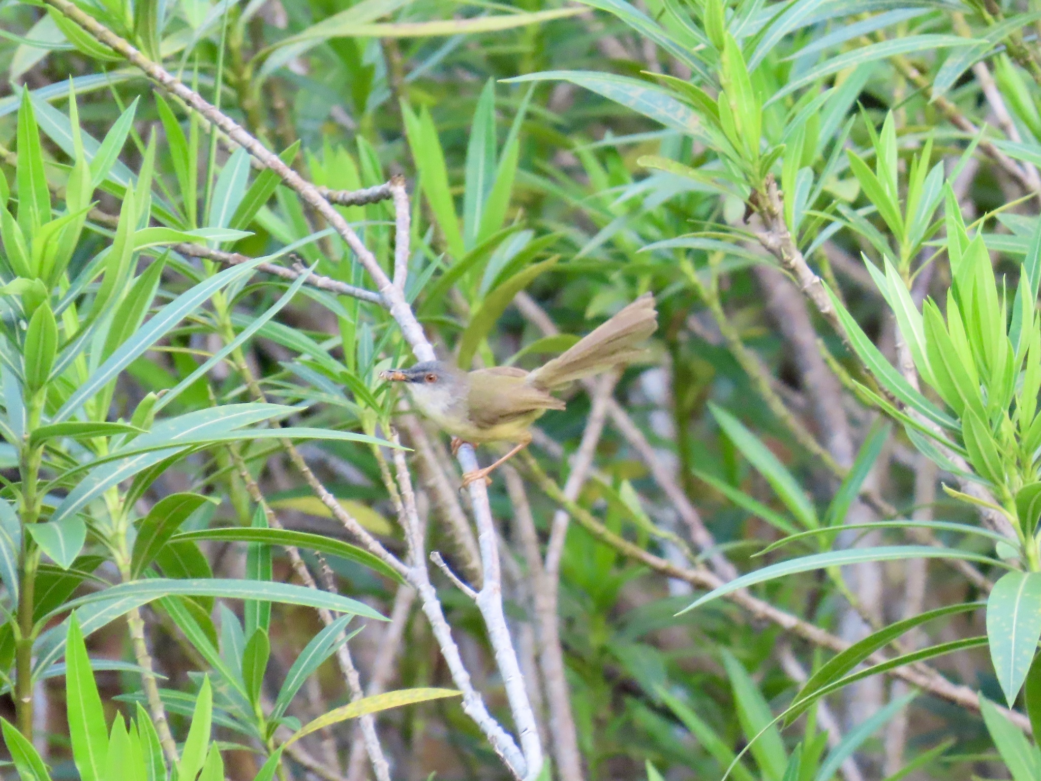 Yellow-bellied Prinia