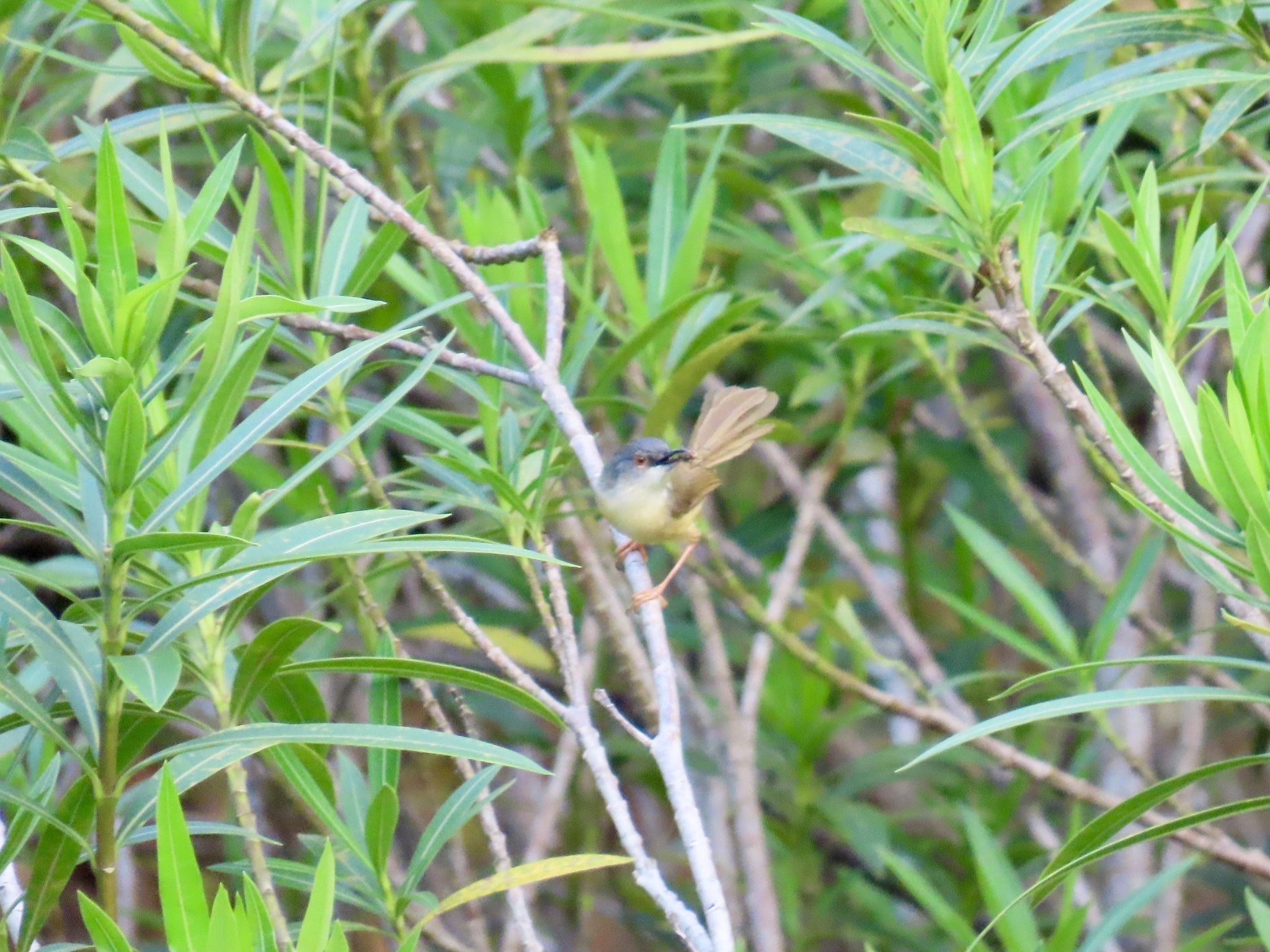 Yellow-bellied Prinia