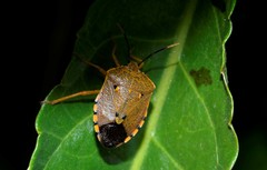 Anaxarchus pardalinus