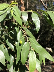 Maytenus peduncularis