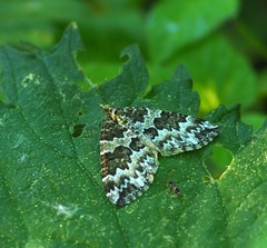 Electrophaes corylata