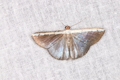 Hemiphricta albicostata