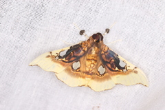 Eupastranaia tumidifrons