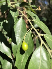 Maytenus peduncularis