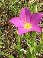 Sabatia campestris