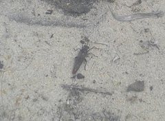 Miltinus stenogaster