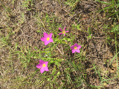 Sabatia campestris