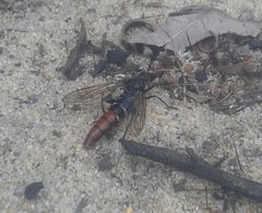 Miltinus stenogaster