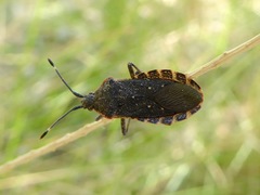 Catorhintha apicalis