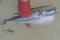 Lagocephalus sceleratus