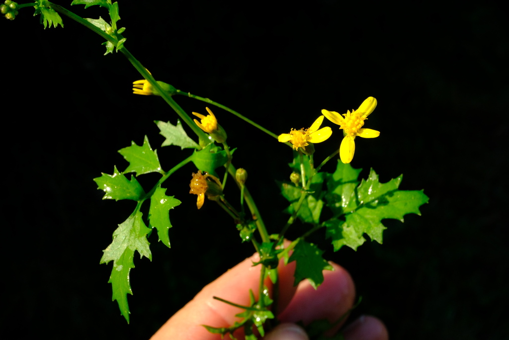Cineraria pinnata