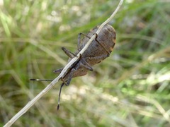 Catorhintha apicalis