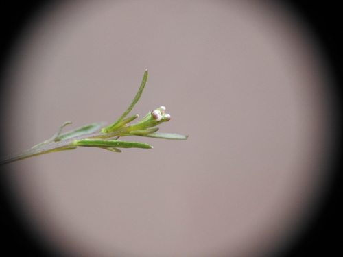 Image of Lepidium graminifolium by (c) Yves Bas, some rights reserved (CC BY)