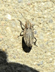 Tanymecus palliatus