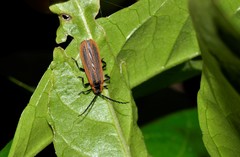 Trichalus ampliatus