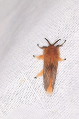 Thoscora