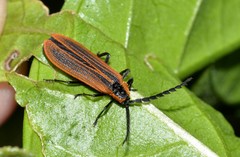 Trichalus ampliatus