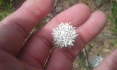 Pimelea imbricata
