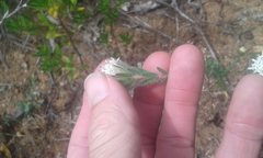 Pimelea imbricata