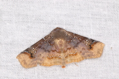 Empelathra amplificans