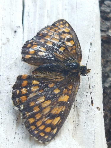 Heath Fritillary photo 2