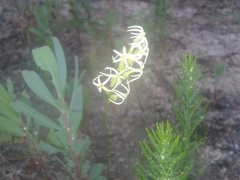 Tripterococcus brunonis