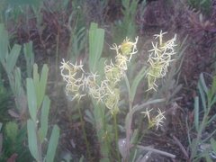 Tripterococcus brunonis