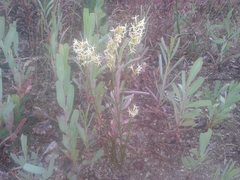 Tripterococcus brunonis