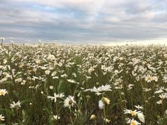 Leucanthemum vulgare